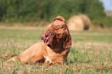 DOGUE DE BORDEAUX 411